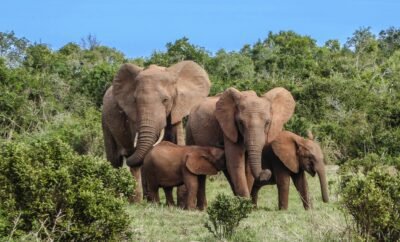 Les principales attractions touristiques en Côte d&rsquo;Ivoire